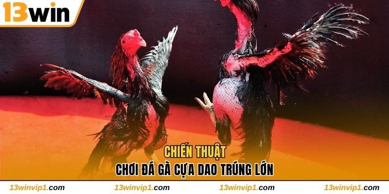 Chiến thuật chơi đá gà cựa dao trúng lớn