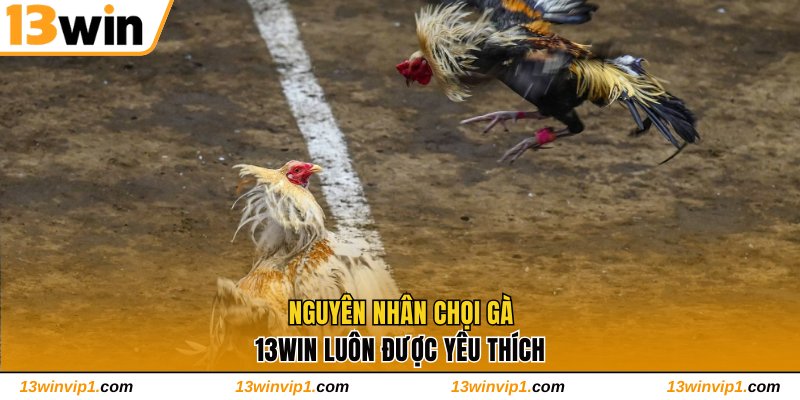 Nguyên nhân chọi gà 13WIN được yêu thích