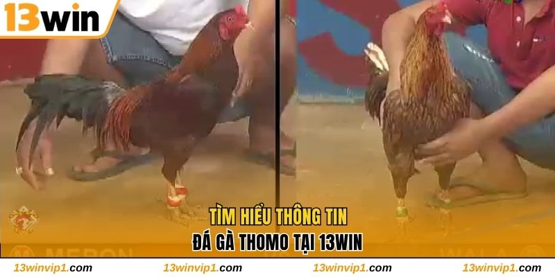 Tìm hiểu về đá gà Thomo